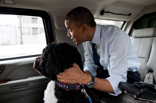 Image description: President Obama and Bo, the Obama family&#8217;s dog, ride in the presidential motorcade.
Bo celebrated his birthday yesterday. You can see more photos from the highlights of his year in the White House.
Photo courtesy of the White House.