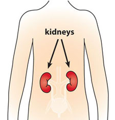 Graphic of a child with arrows pointing to the kidneys