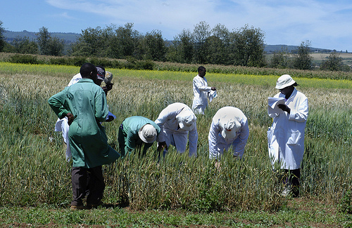 Researchers in Njoro, Kenya, evaluating wheat for resistance to Ug99 in October 2005.