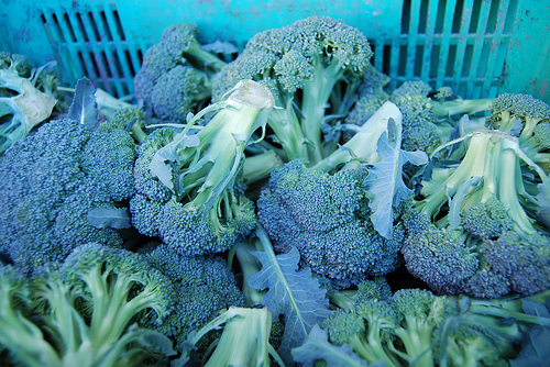 Fresh broccoli in bins at the Orange County Food Bank.  With a Federal-State Marketing Improvement program grant, the California Association of Food Banks was able to dramatically expand its Farm to Family program and bring more nutrient-dense foods to area food banks. Photo courtesy Ron Ploof