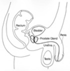 Anatomy: Prostate. - Click to enlarge in new window.