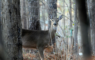 Deer in the woods