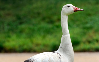 White goose