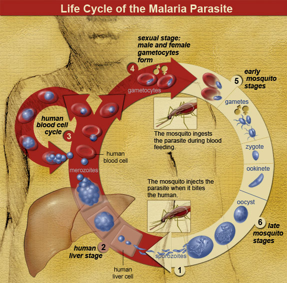 Life Cycle of the Malaria Parasite