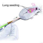 Tumor cells were delivered to mice by tail-vein injection.