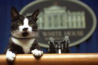 Socks, the Clinton's cat