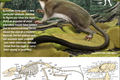 Infographic: all about the tiny squirrel sized creature that evolved into you.