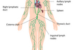 lymphatic system