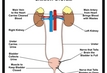 urinary system