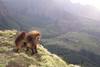 gelada baboons