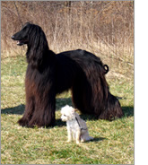 Afghan and Chihuahua standing in a field. Photo credit Edouard Cadieu, NHGRI