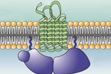 Understanding Critical Protein Structures May Speed Drug Development
