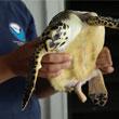 Person holding turtle