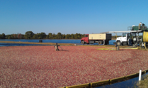 Nearing the end of cranberry harvest in New Jersey, one week prior to Hurricane Sandy.