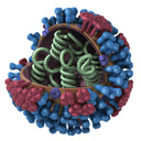 Imagen en 3D de corte del virus de la influenza