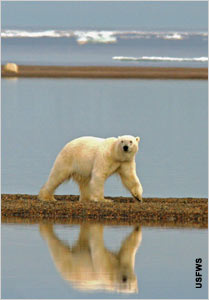 Melting sea ice forces polar bears to swim longer distances. (USFWS photo)