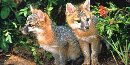 Gray Fox pups