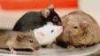 Oak Ridge National Laboratory shows four different breeds of lab mice that are being crossbred into a new large population of mice intended to mimic the genetic diversity of the human population for advanced studies that could lead to treatments for peopl