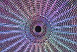 Diatom Arachnoidiscus