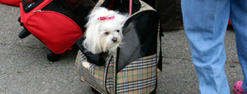Photo: Dog in rolling luggage