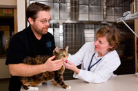 Photo: Veterinarian examining cat