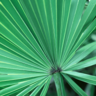 Saw Palmetto