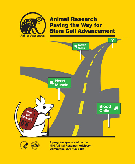 This is poster number twenty-four and the title is Animal Research – Paving the Way for Stem Cell Advancement. This mustard yellow poster depicts a cartoon-like mouse with a back pack looking down a road that has three secondary roads branching off it. In the bottom left quadrant is a cartoon like white mouse wearing a brown pack labeled Stem Cell Research facing the main road that leads to the upper right hand quadrant. The first road branches off to the right and is labeled with a green directional sign that reads Blood Cells in white letters. The next road branches left and is labeled “Heart Muscle”. The third road branches left with a “Nerve Cells” sign. The main road continues to the upper right of the poster and has a sign with a question mark on it. If available, gently used copies can be requested from the NIH Office of Animal Care and Use at SecOACU@od.nih.gov . The subtitle at the bottom of the poster is, A Program Sponsored by The NIH Animal Research Advisory Committee, 301-496-5424. The DHHS, NIH and OACU logos are also shown on the poster.