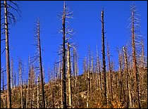 Photo of burnt trees.