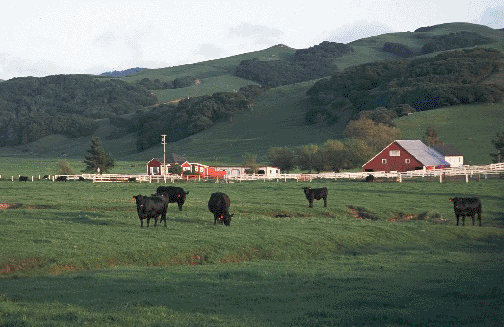 Pasture-Sonoma-County-California