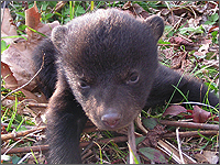 WRP landowner, Hunter Fordice showcased first black bear reproduction in the area in 30 years.