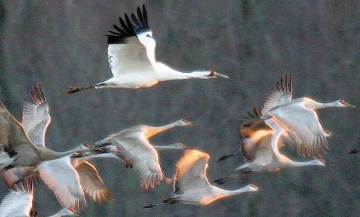 Whooping Cranes in Flight  - Credit: Mark Trabue
