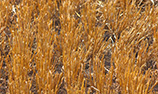 Russian wheat stalks after harvest