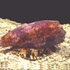 Image of a cone snail