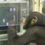 IMAGE Ayumu, the chimpanzee, tapping on a screen. Credit: Etsuko Nogami / Primate Research Institute, Kyoto University