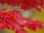 Video that explains the role of the pigment molecule chlorophyll when tree foliage in northern areas changes in autumn.