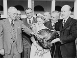 Photograph of President Truman receiving a Thanksgiving turkey from members of the Poultry and Egg National Board, 11/16/1949