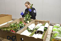 A CBP officer inspects incoming flowers to make sure that no harmful bugs are brought into the U.S.