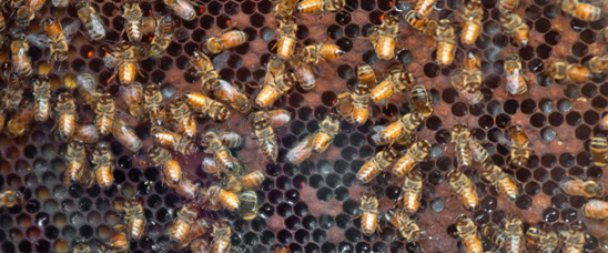 The USDA Bee Research Laboratory displays a live bee colony in a two-sided glass case at the Smithsonian Folklife Festival. Photo credit: Lance Cheung.