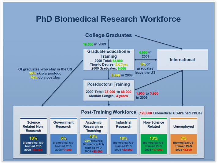 diagram shows the flow of college graduates through graduate and postgraduate training and into the workforce
