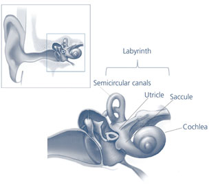 Figure 1: The ear and the vestibular system