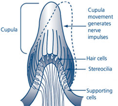 Figure 2: The role of the cupula in balance