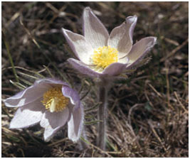 South Dakota State Flower