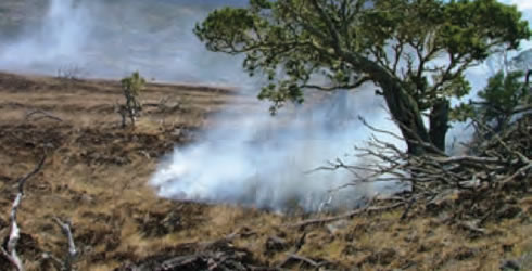 Wildfires in Hawaii's high elevation forests