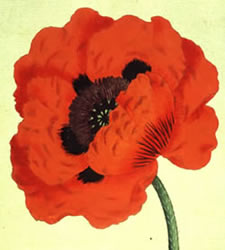 Painting of a bright red flower and stem.