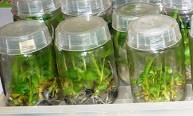 Banana Tissue Culture by the College of Agricultural and Environmental Sciences (CAES)