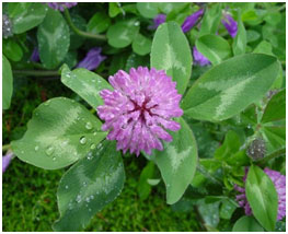 Vermont State Flower