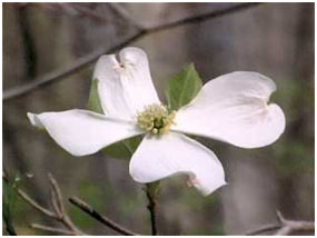 Virginia State Flower