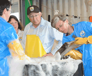 Secretary Salazar visits Fort Jackson Wildlife Rehabilitation Center in Buras, LA