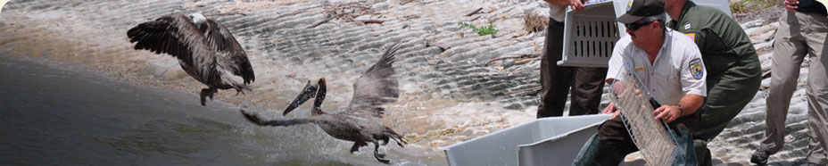 June 23, 2010 - Two rehabilitated brown pelicans released into the wild near Aransas National Wildlife Refuge in Texas, part of the largest bird release so far. US F&W Svc photo.