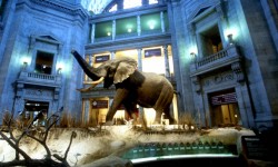 The elephant in the National Museum of Natural History's rotunda is one of the largest land mammals on record. 